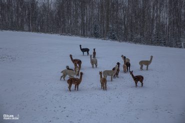 Ziema iesākusies