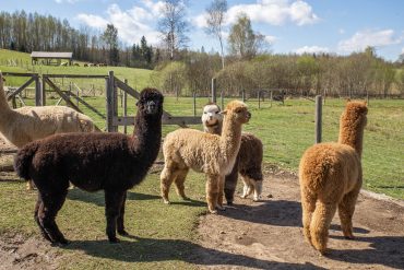 Pūkainās alpakas